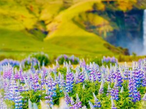 Immagine per Islanda - Terra di Ghiaccio e di Fuoco