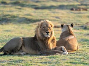 immagine per Savute & Moremi: Fly-In Safari in Botswana