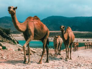 Immagine per Cammelli Oman