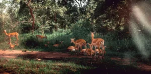 immagine per Viaggiare in Ruanda: una biodiversità preservata con lungimiranza.