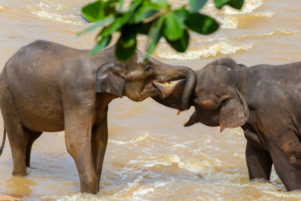 Immagine per Alla Scoperta dello Sri Lanka: L’Isola dei Tesori