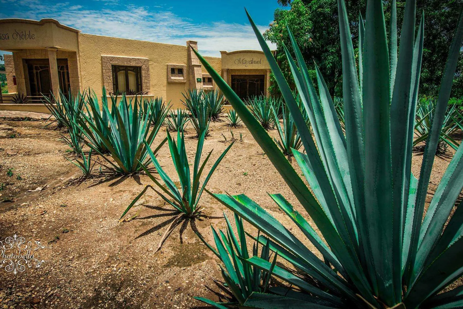 Immagine per Tesori coloniali & i segreti del Tequila