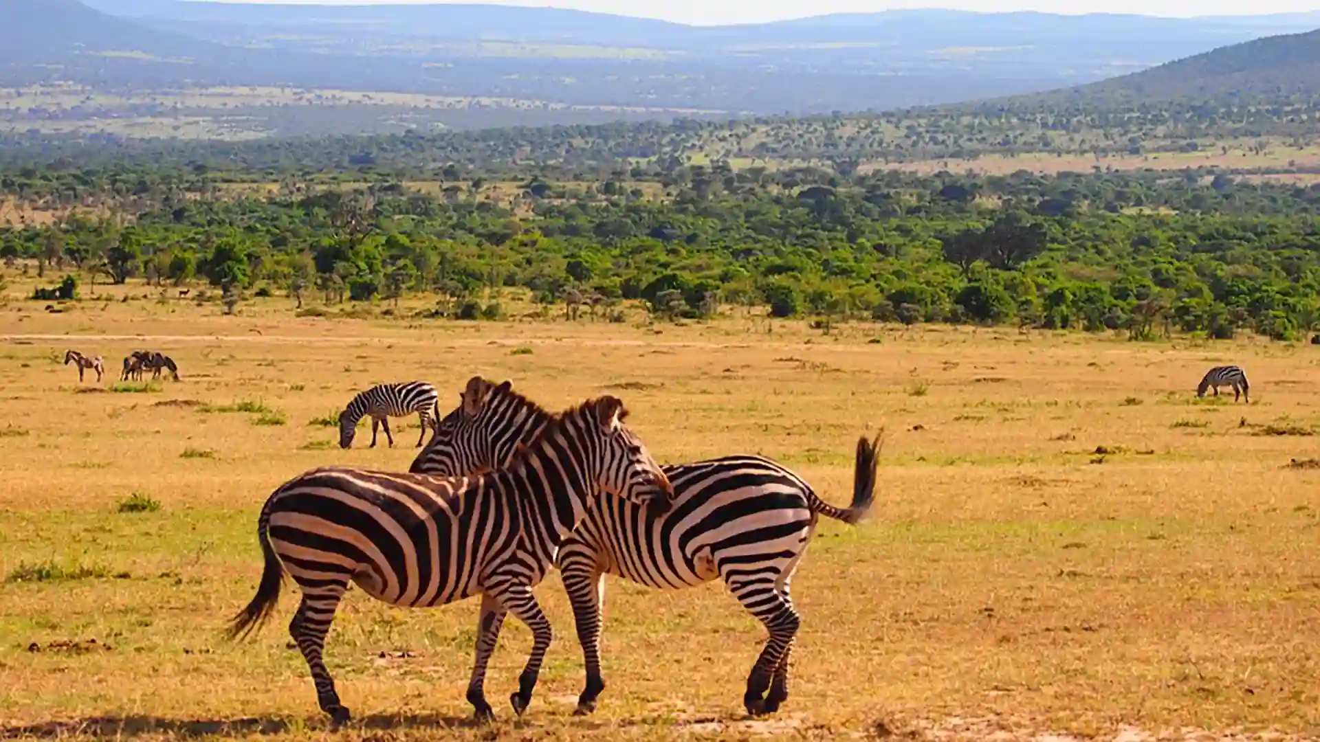 Immagine per Kenya