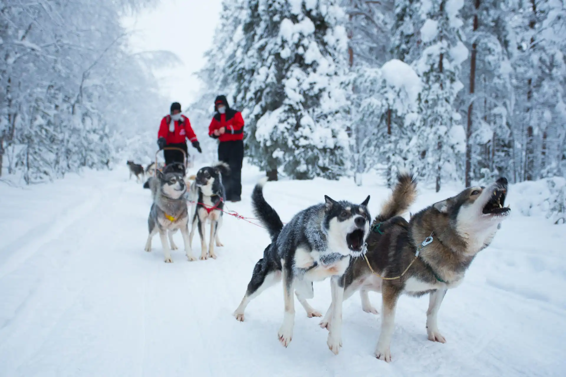 Immagine per Minitour a Rovaniemi