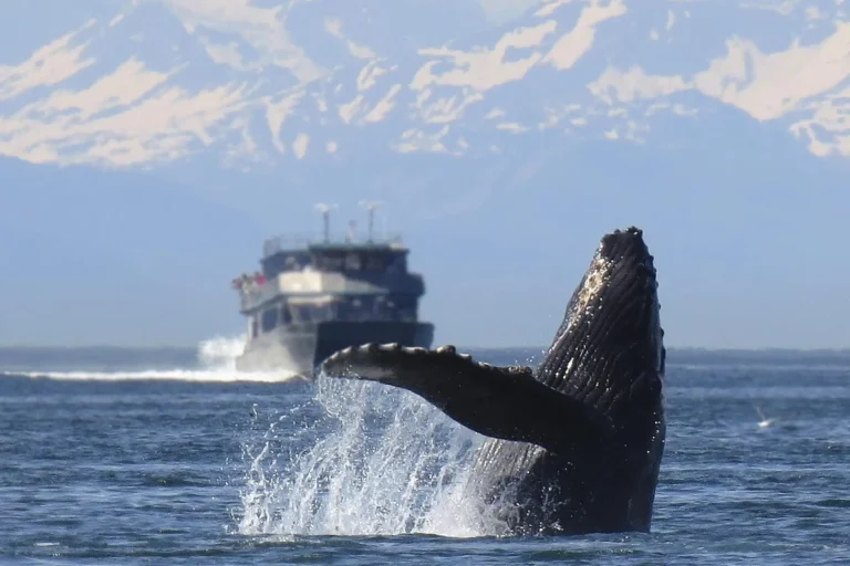 Immagine per Oregon Whale Watch Week