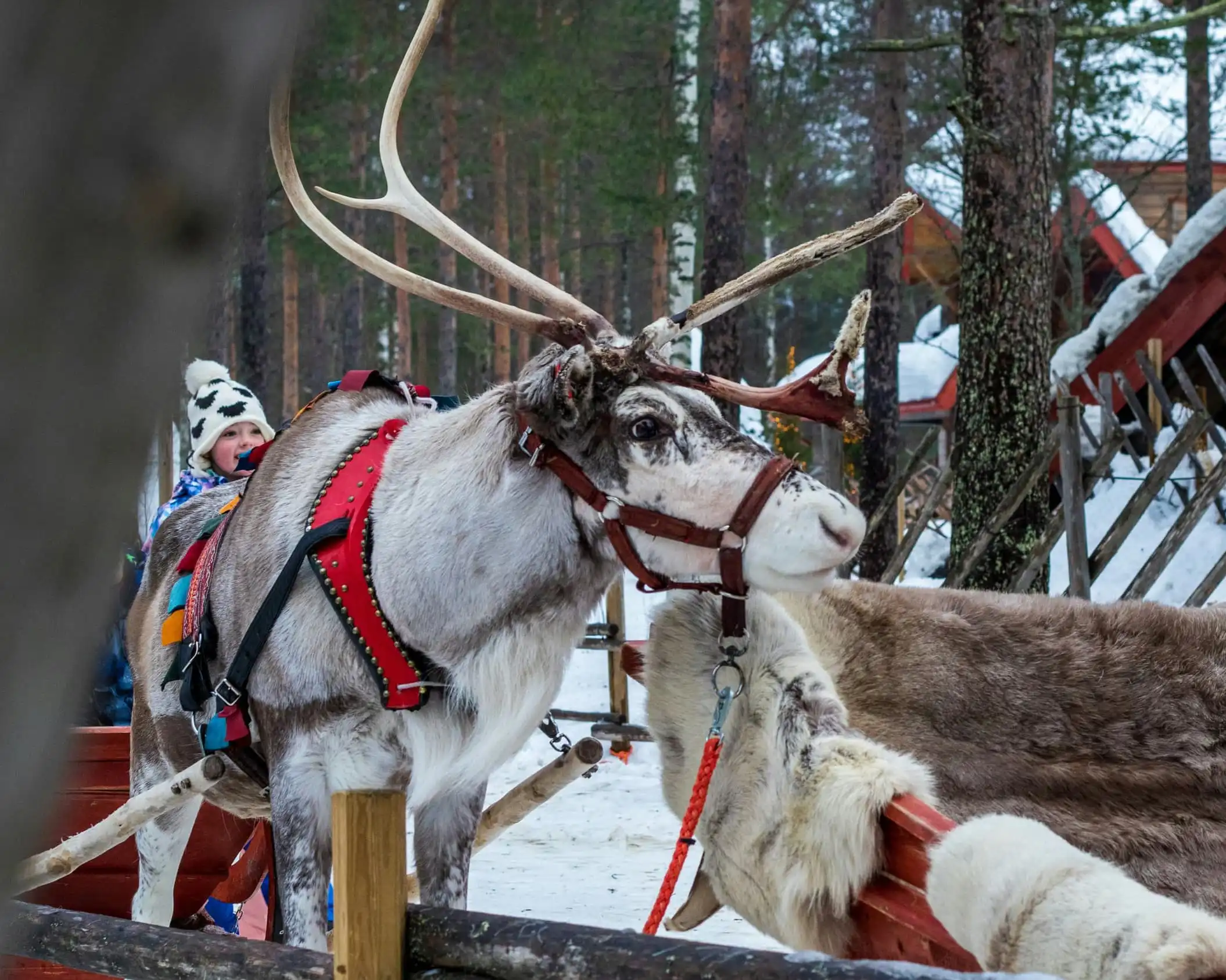 Immagine per Rovaniemi aspettando il Natale