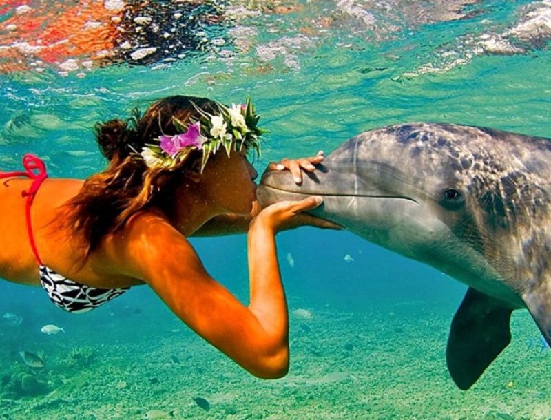 immagine per Iconic Hawaii