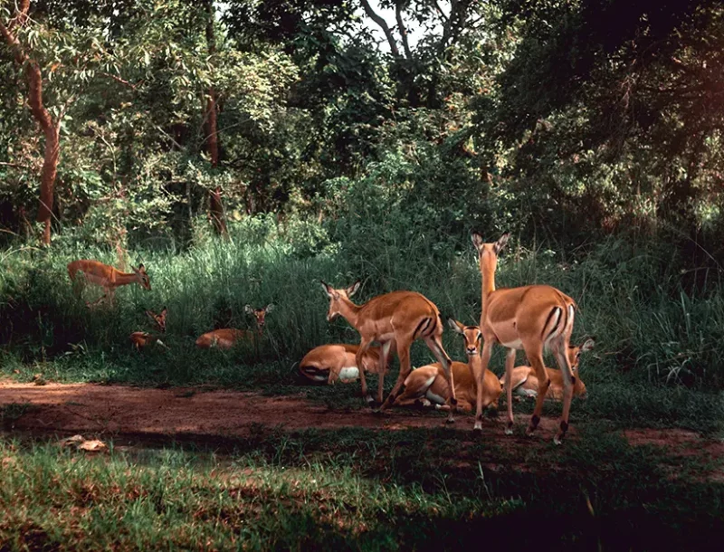 immagine per Viaggiare in Ruanda: una biodiversità preservata con lungimiranza.