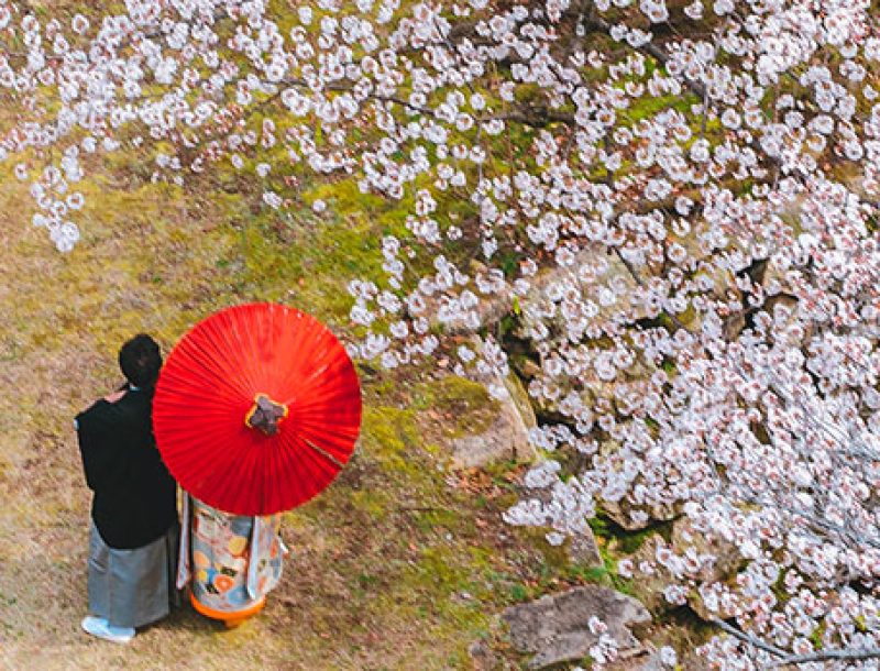 immagine per Giappone. Hanami 2023 la fioritura dei ciliegi
