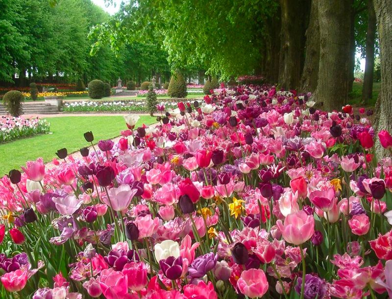 immagineper Floralia Bruxelles 2022. La 19a edizione del Flower Show
