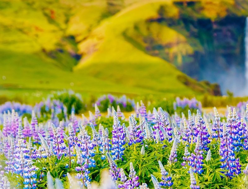 Immagine per Islanda - Terra di Ghiaccio e di Fuoco