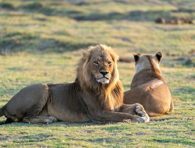 immagine per Savute & Moremi: Fly-In Safari in Botswana