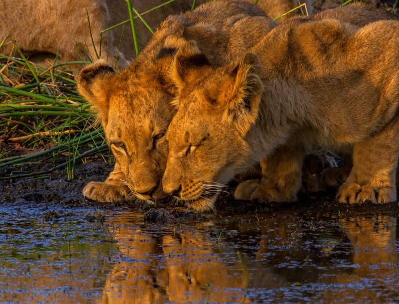 immagine per Attraversando il Botswana – Partenze Garantite