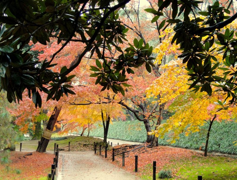 Immagine per giappone future Japan tour foliage edition