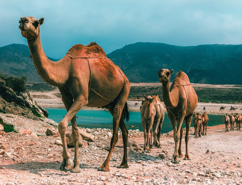 Immagine per Cammelli Oman